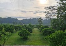 kebun kalisono.jpg kebun kalisono.jpg
